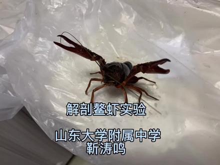 解剖鳌虾——山大附中寒假实践性活动展示。解剖鳌虾是全国高中生物奥林匹克竞赛的实验解剖课题。
