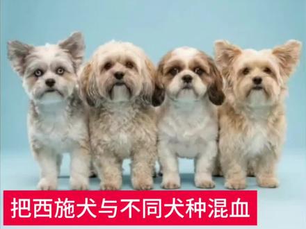 把西施犬与不同狗狗杂交会产下什么样的神奇后代狗狗?#科普 #科普一下 #科普知识 #全球创作者计划 #科普涨知识
