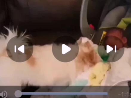为什么狗🐶总跟鸡🐔过不去,看完视频你就知道答案了。#抖音小助手