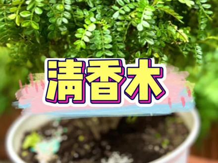 清香木的养殖方法和注意事项#上热门 #一花一草一世界 #爱生活爱养花 #花与生活 #清香木@DOU+小助手 @抖音小助手 @抖音热点