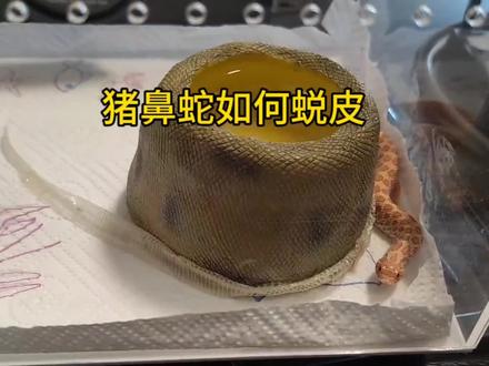 猪鼻蛇如何蜕皮#猪鼻蛇 #爬宠 #蛇 #神奇动物在抖音