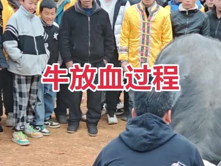 牛王受伤了,给牛放血,百元三斤,太可怜了#民族斗牛文化