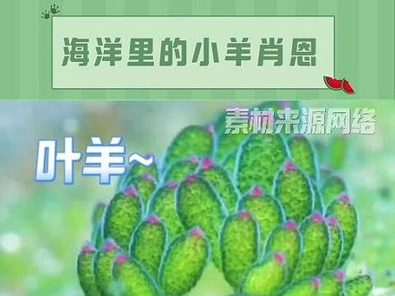 海里也有自己的小羊肖恩,太可爱了! #叶羊 #海蛞蝓#科普 #海洋生物