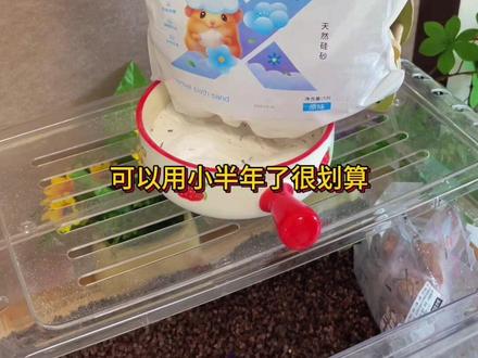 仓鼠养久了怎么洗澡?#养鼠日常分享