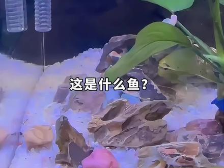 分享13种非常好看的观赏鱼!#鱼 #观赏鱼 #科普