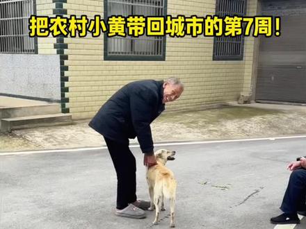 把农村小黄🐶带回城市的第7周!回村放飞自我了 #中华田园犬 #狗狗 #老人与狗 #她研社 #卫生巾