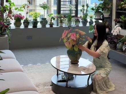 一年时间,从1盆到1000盆绿植,揭秘绿植家居博主的“摆拍”日常#花卉绿植 #爱生活爱养花 #我的花花草草🌸🌸 #室内绿植#养花人的日常