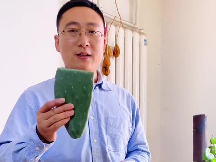 煎一片仙人掌🌵#仙人掌 #吃仙人掌 #仙人掌吃法