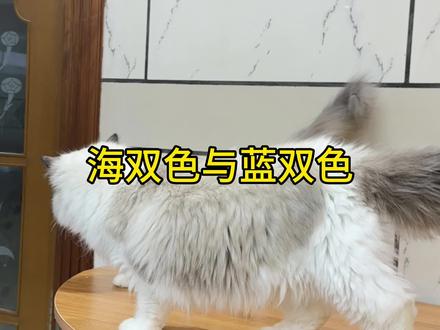 海双和蓝双最简单的区分方式#布偶猫 #萌宠出道计划 #抖in萌宠计划 #海双布偶猫 #蓝双布偶猫 @DOU+上热门