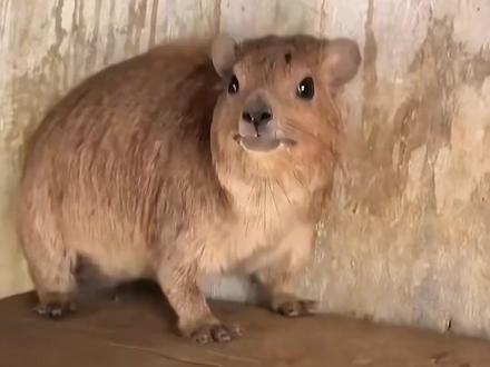 1分钟带你认识9种动物的叫声 #科普 #动物的迷惑行为