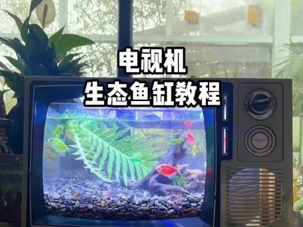 黑白电视里有回忆,改造成鱼缸,让回忆变成彩色的!😉
#鱼缸造景 #鱼缸里的大自然 #新手养鱼 #开缸 #生态缸