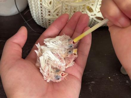 大鸟弃窝了只能把刚出生的小鸟拿出来手养 #农村生活 #手养珍珠鸟