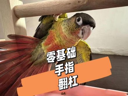 手指翻杠怎么学?调教一只新鸟! #小太阳鹦鹉 #手养鹦鹉#鹦鹉#训鸟高手#鹦鹉小白