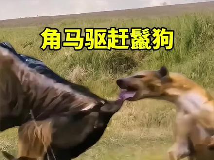 角马妈妈反击鬣狗#野生动物零距离 #动物的迷惑行为