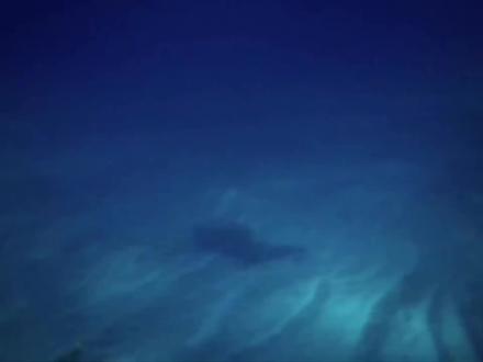 发生在深海的巨兽之战,抹香鲸大战巨型乌贼 #水下拍摄 #鲸鱼 #海洋生物 #水下摄影