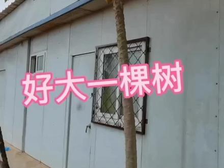 砍倒后的石榴树后续。断桩发新芽😄