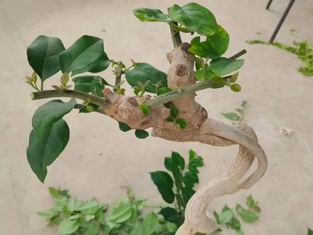 三角梅嫁接老调重弹,但每次看完都会有收获 #三角梅#绿植#嫁接三角梅#阳仔爱种花