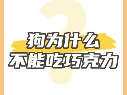 狗为什么不能吃巧克力?#科学养宠攻略 #养狗经验分享