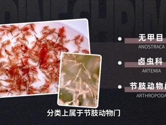 卤虫:别称丰年虾、最佳活体饲料#丰年虫