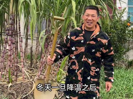 回家埋甘蔗的一天#我的乡村生活 #新农人计划2023 #甘蔗 #农村生活 #三农