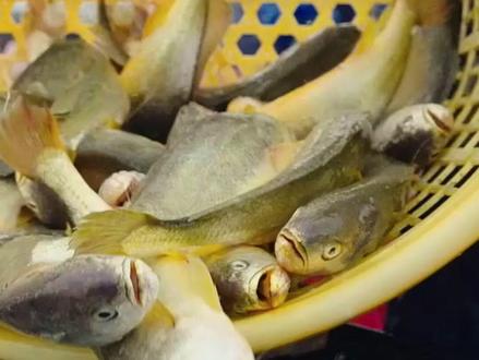 你听过大黄鱼的叫声吗?作为“中国四大海产”之一,大黄鱼肉质鲜美。它会通过挤压鱼鳔出声,以此寻找同伴、交配产卵,听起来哼唧哼唧的~在黑暗环境中会呈现夺目的金色,但一旦暴露于强光之下,金色就会褪去。#寻味山海