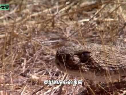 追踪高手响尾蛇靠气味引路!分叉舌头是它们的秘密追踪器! #野生动物 #大自然 #响尾蛇 #蛇 #爬行动物