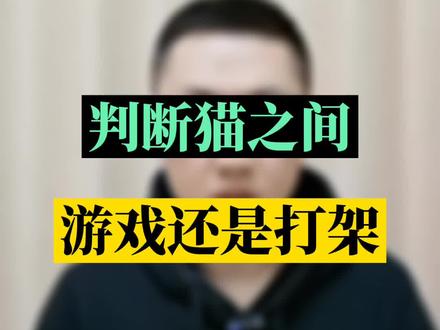 怎么判断猫是在游戏,还是在打架?看看有没有下面4种情况#猫咪的迷惑行为