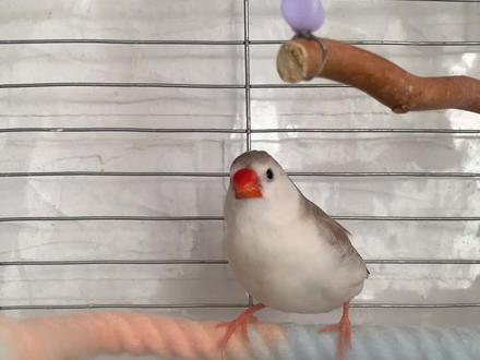 企鹅珍珠鸟一个多月下三到四窝蛋,它们是怎么做到的?#珍珠鸟 #神奇动物在抖音 #养鸟 #企鹅珍珠鸟 #养鸟经验分享