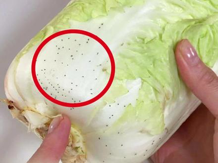 南北方买白菜的区别是?白菜上的小黑点又是?#白菜 #权威解读 #食品安全