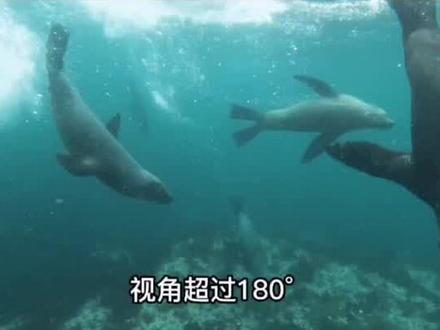 #动物世界 鱼儿为什么讨厌M国总统?它们靠视觉听觉还是嗅觉找到自己喜欢的?