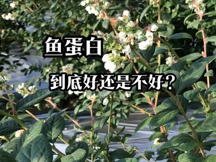 鱼蛋白在蓝莓上到底好不好呢?来看看就知道#知识科普 #鱼蛋白 #蓝莓施肥 #蓝莓种植 #蓝莓管理