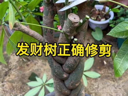 发财树的正确修剪方法,你了解了吗?#养花小知识 #发财树 #修剪