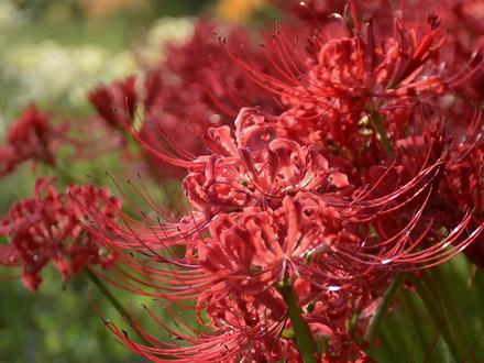 上期视频我们采访了石蒜育种家胡老板,很多花友留言自家的石蒜不开花是什么原因呢?我们特意请胡老板分享了他的养护方法~#花卉绿植 #爱生活爱养花 #石蒜 #海蒂的花园 #乡村守护人