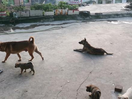 虎斑犬中毒后十天就痊愈,小伙分享治疗经验,清楚原理后谁都能行 #虎斑犬 #家有中华田园犬 #大黄 #狗狗的日常 #中华田园犬 #土狗咋了