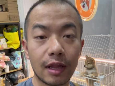 “把银豆要回来”? #老雷和金豆银豆的卡车生活 #柴库柴犬 #长沙柴犬#广东柴犬 #柴犬犬舍