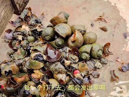 你们觉得这样解压吗#农村萌宠 #神奇动物在抖音 #福寿螺卵 #饲养员日常 #奇妙的动物