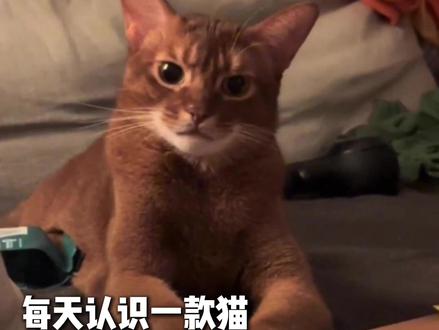 每天认识一款猫:阿比西尼亚猫 #阿比西尼亚猫 #猫咪 #养猫人