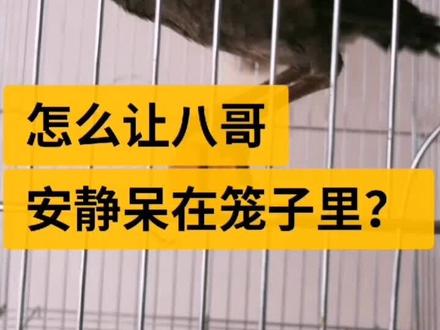 怎么让八哥安静呆在笼子里? #宠物训练 #宠物鸟 #关爱动物 #神奇动物在抖音 #我是一只小小鸟 #家有萌宠