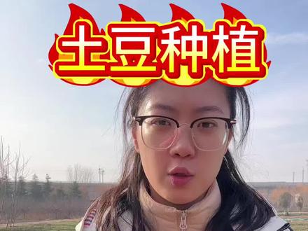 土霉素在土豆种植上作用竟这么大。#土豆种植#土豆高产种植#土豆施肥#农资农肥#三农流量扶持