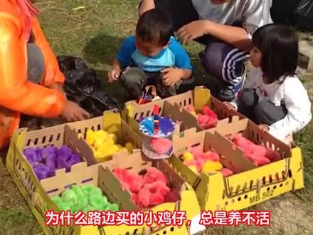 为什么路边买的小鸡仔,总是养不活 #小鸡宠物