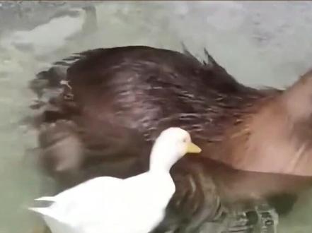#卡皮巴拉 一副活着死了都无所谓的美感 #水豚 #可爱