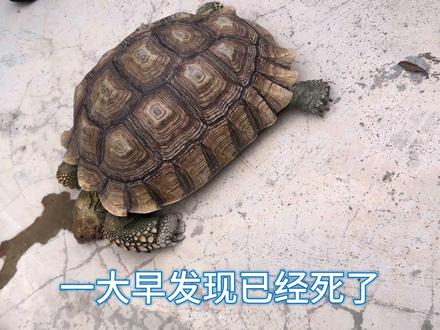 小小龟壳,承载了所有回忆 #苏卡达陆龟 #养龟日记 #龟宠时代