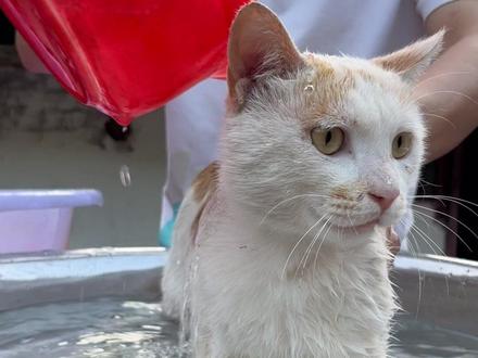 夏天洗猫教程#洗猫 #猫洗澡有多乖 #萌宠 #技术分享 #农村生活