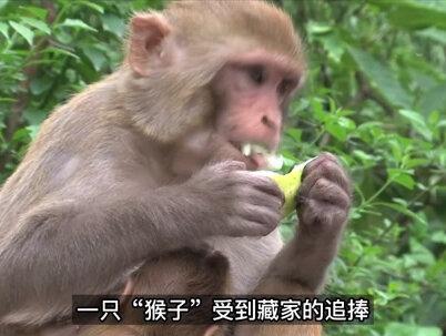 “美国猿/中国猴”上涨近100倍,“猿猴”IP如何搅动数字藏品市场?#nft #nft头像 #nft收藏 #数字藏品 #数字艺术 #nft中国 #bigverse