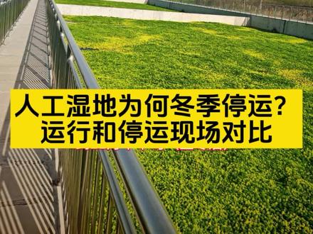 北方人工湿地入冬后为何停运?如何保温控流?停运前后现场情景直击#人工湿地#尾水处理#污水处理#生态治理#现场实录