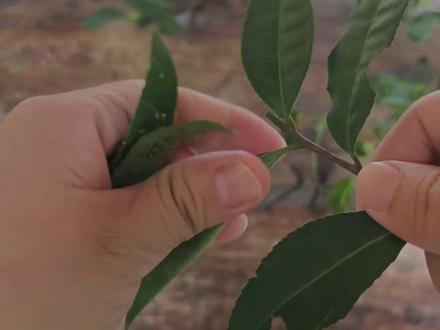 公主下午茶教程-擂茶 #擂茶 #擂茶美食 #江西特产美食 #创作者中心 #创作灵感