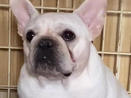 法斗生宝宝的全过程(上)#萌宠