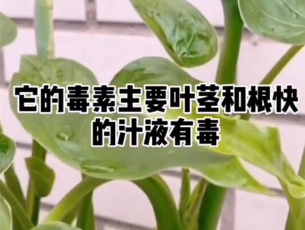 十大常见有毒植物上,家里有孩子的千万不要养#养花 #养花小知识