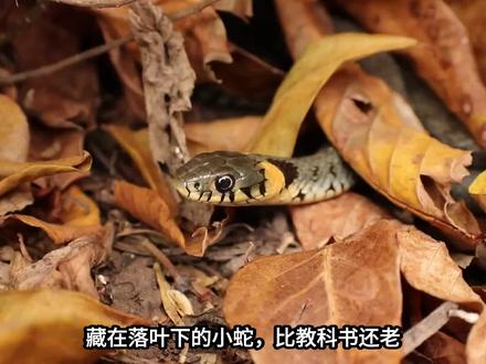 新物种广西两头蛇被发现