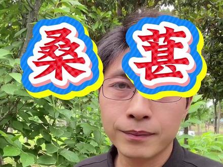 桑葚种植技术 桑葚种植十大要点学会你就是桑葚种植专家#桑葚 #桑葚种植 #桑葚管理 #桑葚种植技术 #桑葚种植管理技术